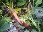 توت فرنگی
